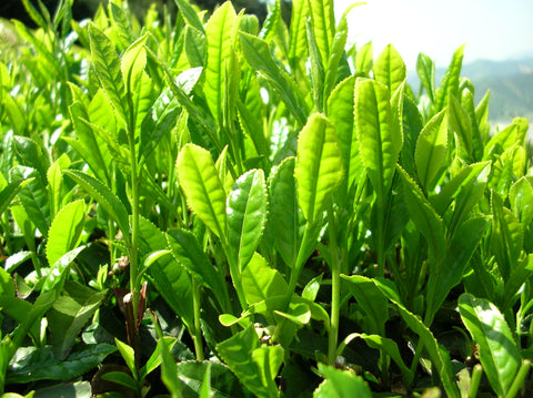 Camellia (Green Tea) - Camellia sinensis