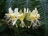 Honeysuckle Hydrosol - Lonicera caprifolium