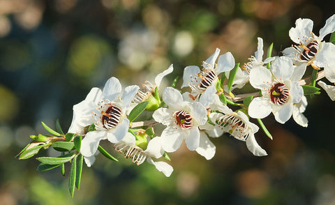 Manuka - Leptospermum scoparium