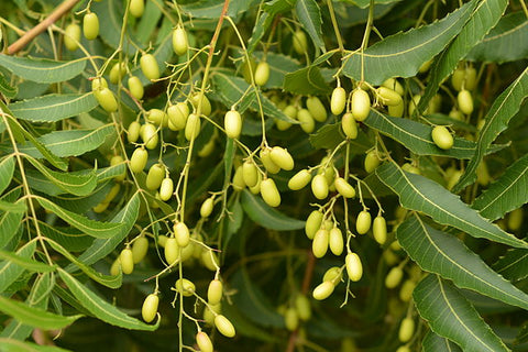 Neem Leaf - Indian Lilac - Azadirachta indica