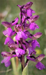 Orchid - Orchis morio
