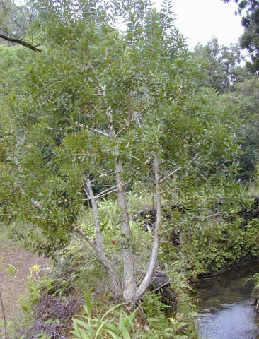 Nerolina - Broad-leaved Paperbark - Punk Tree - Melaleuca quinquenervia