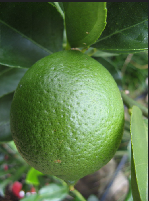 Persian Lime Tahiti Lime Citrus latifolia
