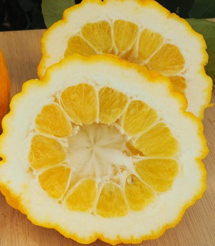 Pompia - Pumpia - Citrus medica var. tuberosa