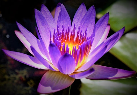 Purple Lotus Flower Absolute - Nymphaea nouchali