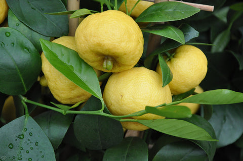Pursha Lime - Sweet Lime - Citrus limetta