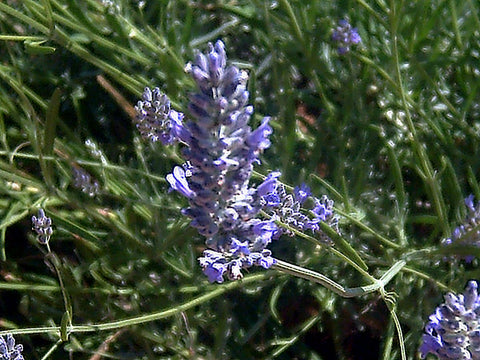 Spike Lavender - Lavandula latifolia