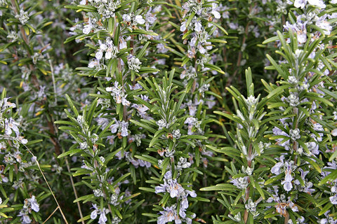 Tasmanian Rosemary - Rosmarinus officinalis