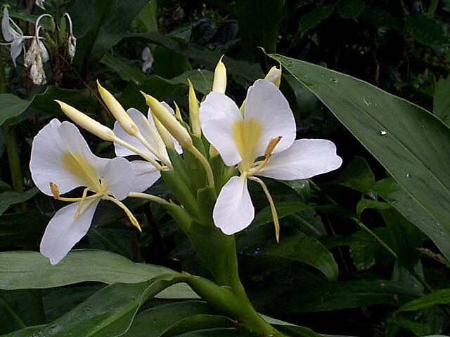 white ginger lily absolute White Ginger Lily Absolute - Butterfly Lily Absolute