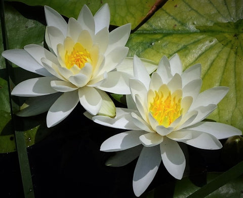White Water Lily Absolute - Nymphaea odorata