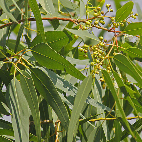 Lemon Eucalyptus - Eucalyptus citriodora