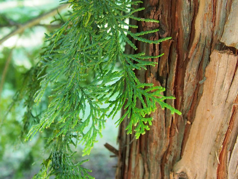 Hinoki Wood (Japanese Cypress) - Chamaecyparis obtusa