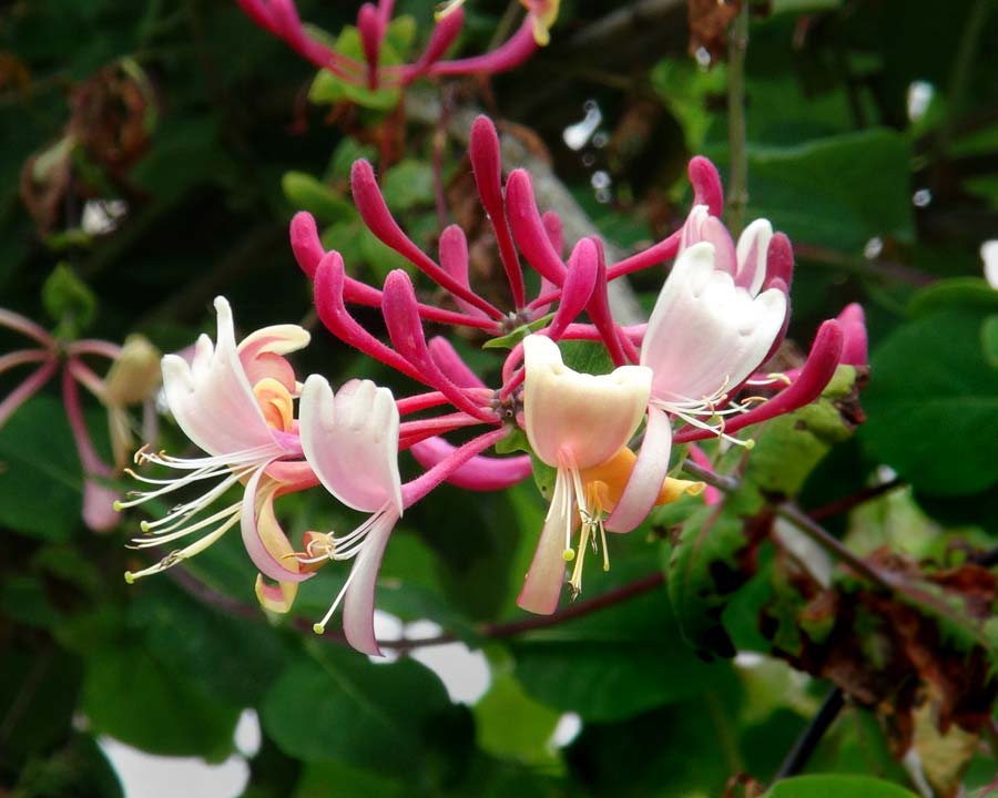 Honeysuckle Absolute Blend