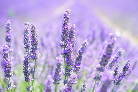 Lavender - Lavandula angustifolia