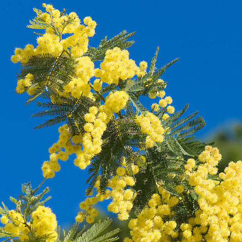 Mimosa Absolute - Wattle - Acacia dealbata