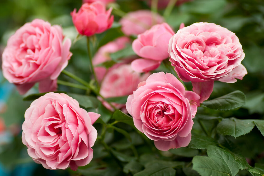 Rose otto on sale