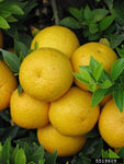 Chinotto - Myrtle leaved Orange - Citrus myrtifolia