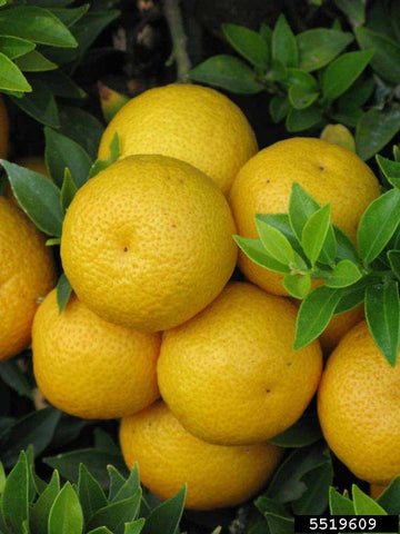 Chinotto - Myrtle leaved Orange - Citrus myrtifolia