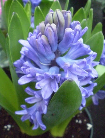 Hyacinth Absolute - Bluebell  - Hyacinthus orientalis