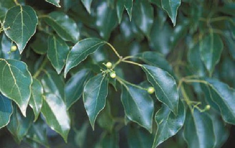 Ho Leaf - Cinnamomum camphora