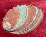 Large Natural Abalone Shell (Approx. 12cm)