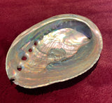 Large Natural Abalone Shell (Approx. 12cm)