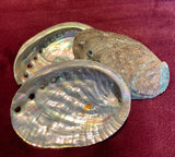 Large Natural Abalone Shell (Approx. 12cm)