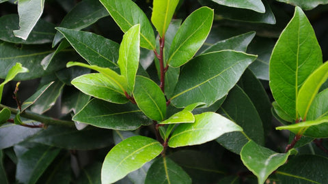 Laurel Leaf - Laurus nobilis