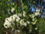 Rosalina - Swamp Paperbark - Melaleuca ericifolia