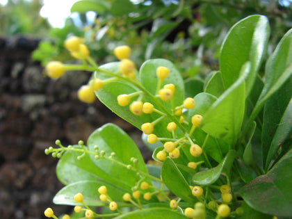 Aglaia Absolute - Chinese Rice Flower - Aglaia odorata
