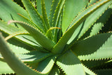 Peppermint & Aloe Vera Foot Cream or Lotion