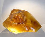 Amber - Pinus succinefera