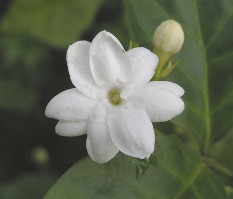 Arabian Jasmine Absolute - Mogra - Jasminum sambac