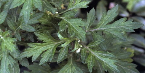 Armoise - Mugwort - Artemisia herba-alba