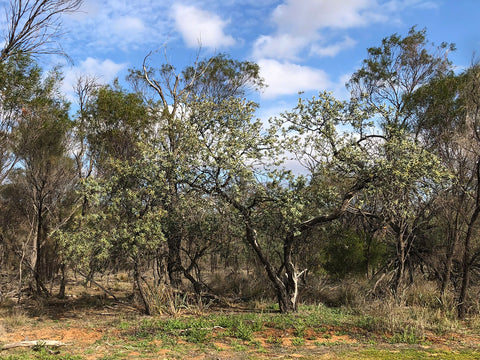 Australian Sandalwood - Santalum spicatum