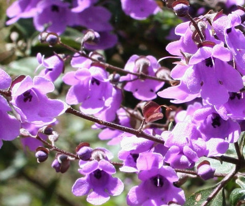 Balm Mint Bush - Prostanthera melissifolia