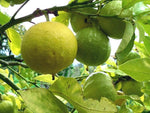 Benzion & Bergamot Foot Cream or Lotion