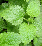 Bergamot Mint - Citrata Oil - Mentha citrata