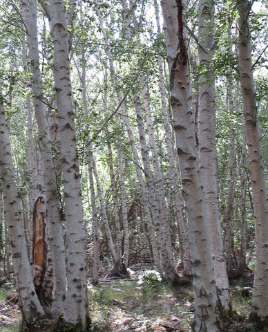 Birch Tar - White Birch (rectified) - Betula alba