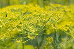 Fennel Seed - Bitter - Foeniculum vulgare var. vulgare