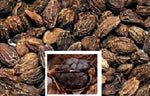 Cardamom - Black - Amomum sublatum