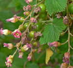 Blackcurrant Bud Absolute - Cassis - Ribes nigrum