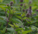 Tasmanian Peppermint - Mentha piperita