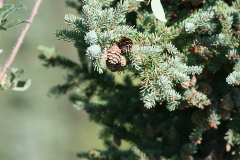 Black Spruce - Picea mariana