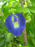 Blue Butterfly Pea Flower Hydrosol - Clitoria ternatea Hydrosol