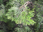 Blue Cypress - Coastal Cypress Pine - Callitris columellaris