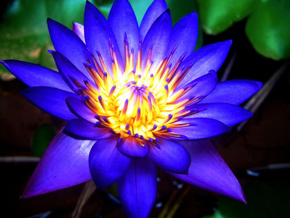 Blue Lotus Flower Absolute - Nymphaea caerulea savigny
