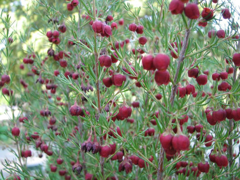 Boronia Absolute - Boronia megastigma