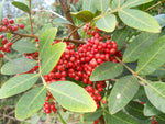 Brazilian Pepper - Schinus terebinthifolius