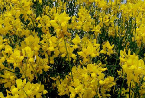 Broom Absolute - Genet - Spartium junceum